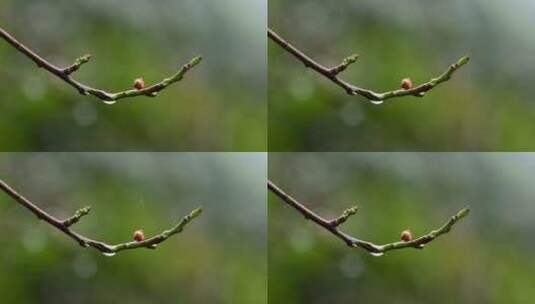 春天雨水中的梅花花蕾高清在线视频素材下载