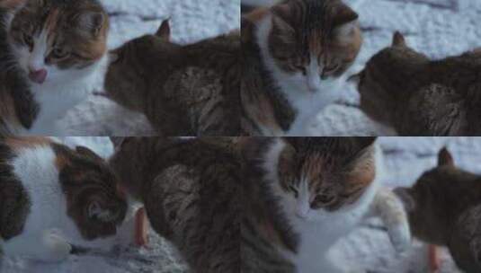 萌宠可爱流浪猫雪地进食高清在线视频素材下载