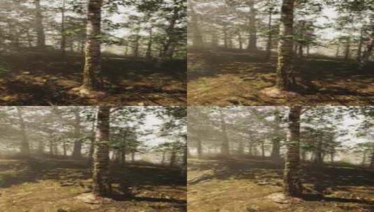 阳光透过森林中的树木照耀高清在线视频素材下载