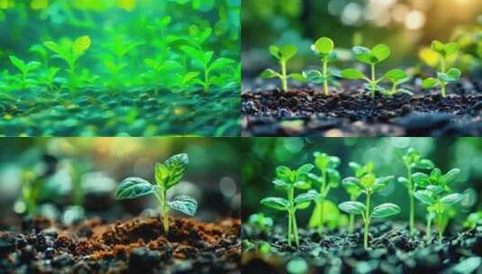 植物幼苗土壤发芽绿色栽培种植农民种子发芽高清在线视频素材下载