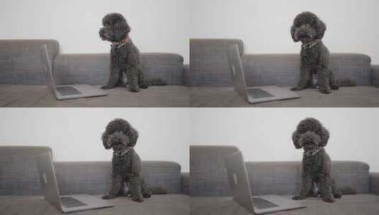 狗狗和笔记本电脑高清在线视频素材下载