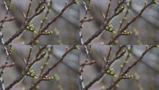 春天含苞待放的绿色山杏花苞植物特写高清在线视频素材下载