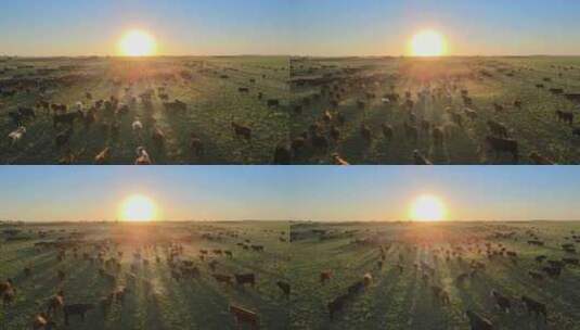 航拍逆光草原牛群羊群放牧高清在线视频素材下载