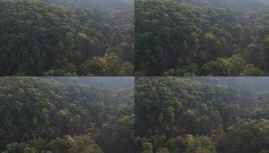 树林森林热带雨林高山森林高清在线视频素材下载