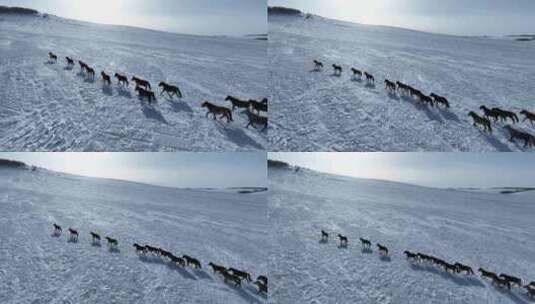 呼伦贝尔雪原牧场奔跑的马群高清在线视频素材下载