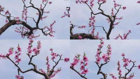 春天果园桃树桃花盛开高清在线视频素材下载