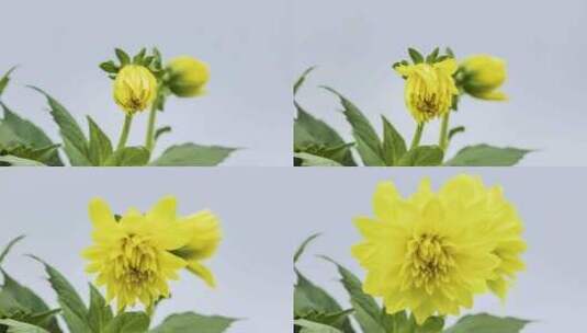 黄色大丽花绽放开花过程延时摄影视频高清在线视频素材下载