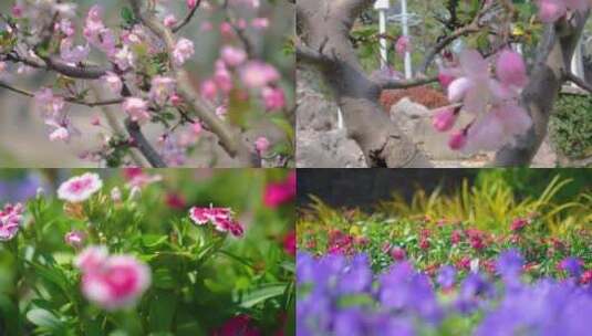 春天秋天樱花树枝叶植物草木特写风景高清在线视频素材下载