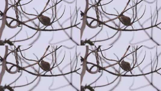 鸟鸟儿鸟类小鸟站在树枝上高清在线视频素材下载