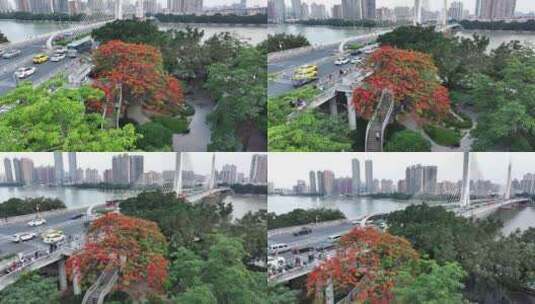 中国广东省广州市越秀区海印桥凤凰花高清在线视频素材下载