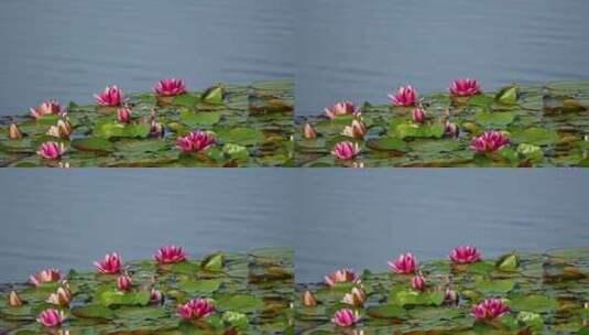 夏天池塘里盛开的睡莲在水流下摇动唯美慢镜高清在线视频素材下载