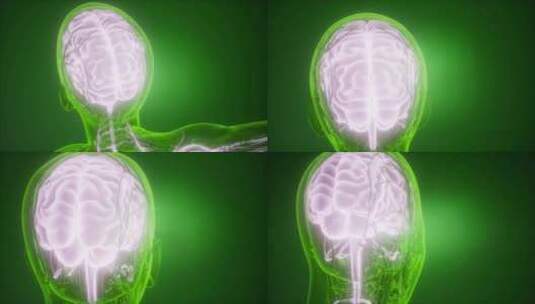人脑解剖高清在线视频素材下载