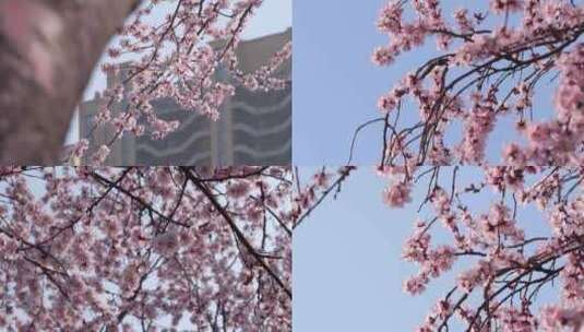 桃花 桃花树 桃花盛开 春天桃花高清在线视频素材下载