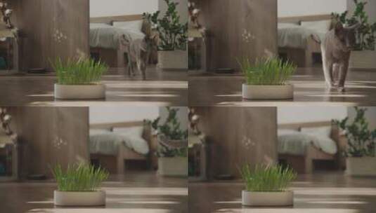 灰猫在室内靠近一盆草的地方行走高清在线视频素材下载