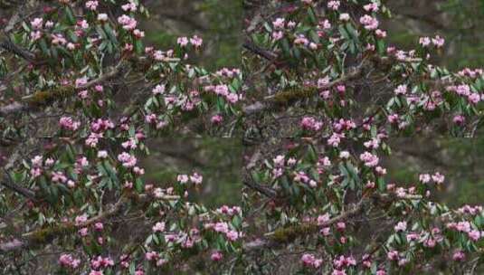 高山杜鹃花素材高清在线视频素材下载