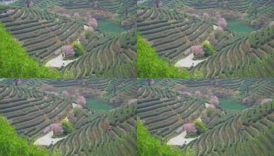 杭州富阳拔山春天樱花茶园风景高清在线视频素材下载