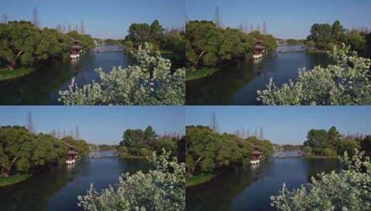 杭州西湖曲院风荷春天梨花高清在线视频素材下载