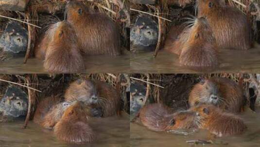 海狸鼠、食草动物、Coypu、啮齿动物高清在线视频素材下载