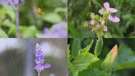 4K微距小虫花草1 蜘蛛 蜘蛛网 昆虫  植物高清在线视频素材下载