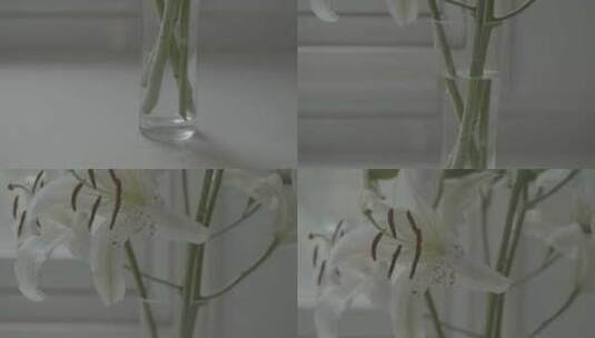 4klog百合花微距特写根茎花蕊高清在线视频素材下载