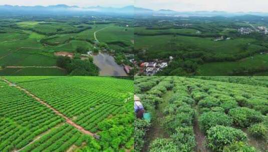 航拍海南白沙茶园视频高清在线视频素材下载