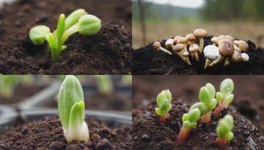 植物生长 破土而出 萌芽高清在线视频素材下载