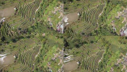 鸟瞰印度尼西亚巴厘岛乌布风景如画的水稻梯高清在线视频素材下载