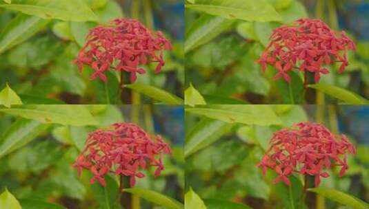 美丽的Ixora Duffii红色，花园高清在线视频素材下载