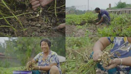 花生丰收农产品收获高清在线视频素材下载