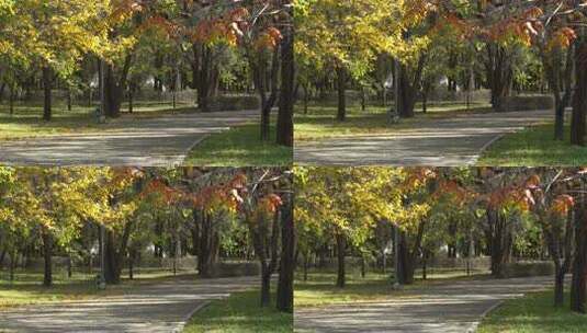 秋天午后安静的公园小路高清在线视频素材下载