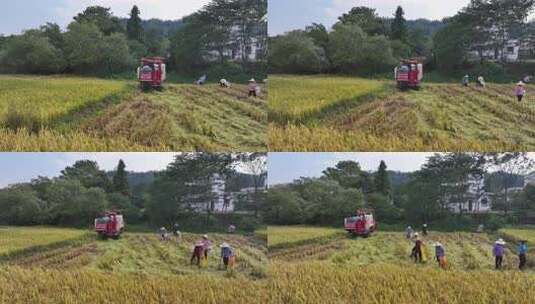 赣南稻田丰收高清在线视频素材下载