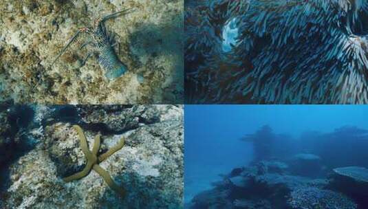 龙虾大海浅滩海星珊瑚鱼群潜水高清在线视频素材下载