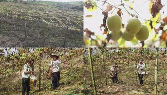 广西罗汉果种植与采摘高清在线视频素材下载