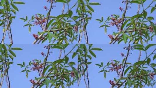 花椒 花椒收获 麻椒 三农 农业高清在线视频素材下载