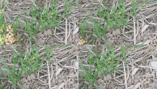 麦苗 田地 绿色 植物 农业作物 自然生态高清在线视频素材下载