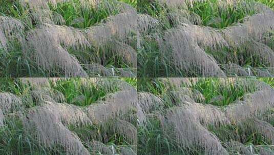 芦苇 狗尾巴草 芦花 阳光 空镜 实拍高清在线视频素材下载