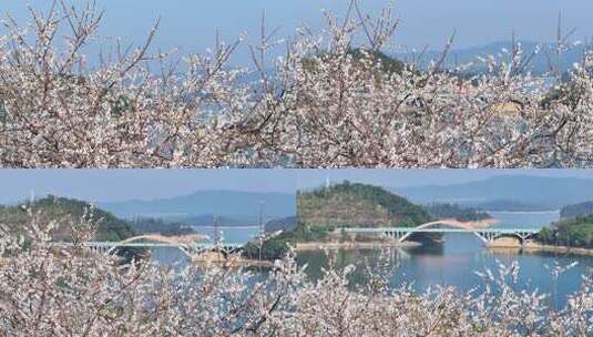 中国广东省广州市从化区广州流溪梅花节高清在线视频素材下载