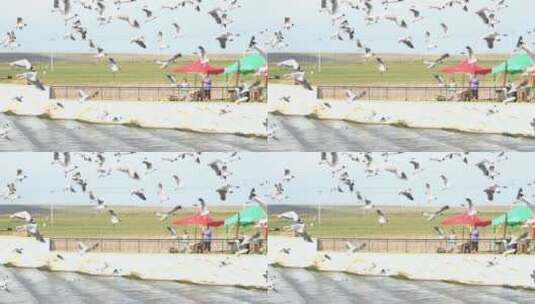 青海湖边 海鸟 飞鸟 棕头鸥 湟鱼高清在线视频素材下载