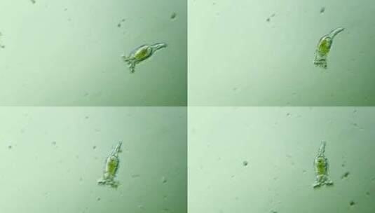 生命科学纪录片素材，显微镜下的生物，轮虫11高清在线视频素材下载