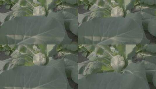 花菜温室微距拍摄LOG高清在线视频素材下载