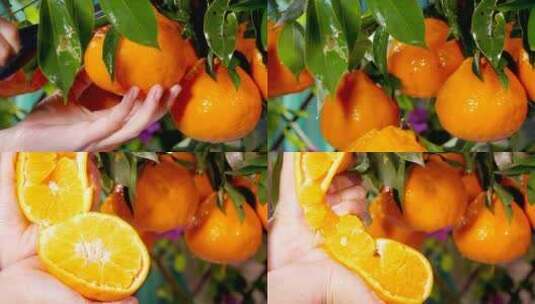 丑橘 素材高清在线视频素材下载