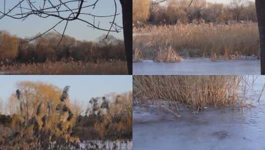 【镜头合集】冬季湖面芦苇荡野鸭湖高清在线视频素材下载