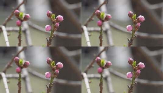 桃花梅花花蕾花苞花骨朵开花高清在线视频素材下载