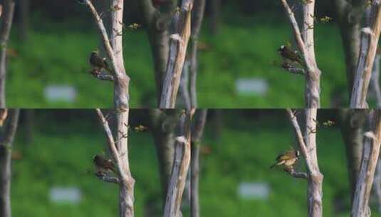 枝头的小鸟 白头翁高清在线视频素材下载