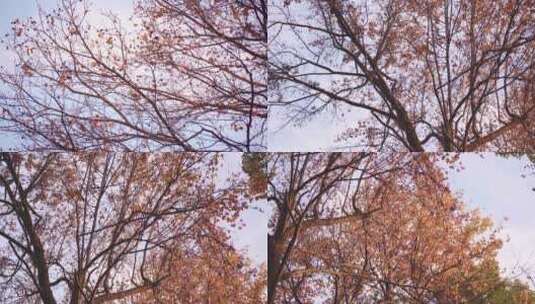 秋天秋分-枯枝败叶枫叶黄叶合集高清在线视频素材下载
