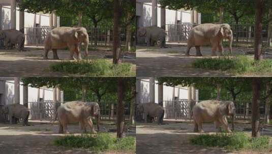 大象在动物园高清在线视频素材下载