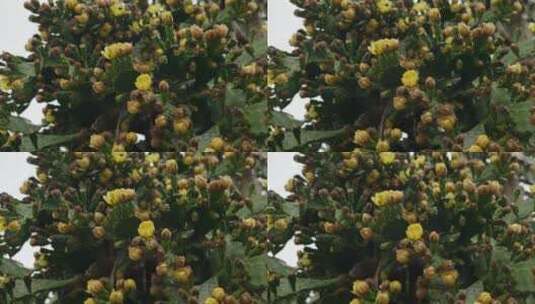 古镇开花的仙人掌树高清在线视频素材下载