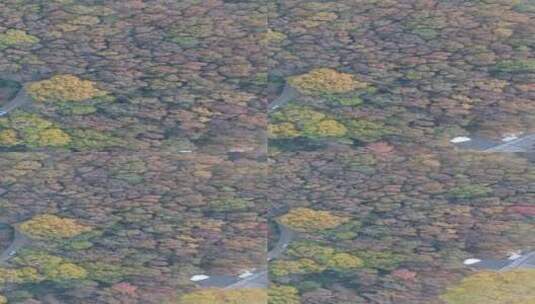 俯拍秋天枯黄枫叶植物高清在线视频素材下载