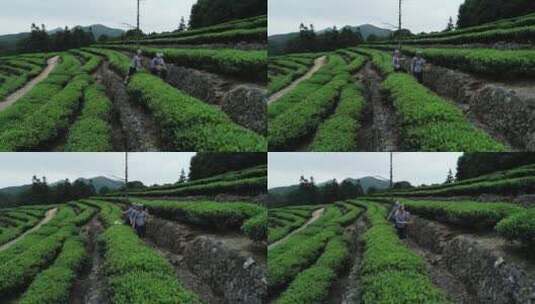 茶园 茶叶 茶 茶山 茶文化高清在线视频素材下载