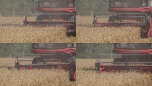 收割机收割小麦近景画面高清在线视频素材下载